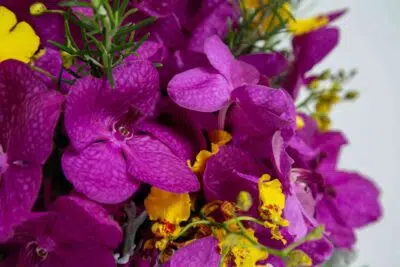 Luzes Artificias para cultivar flores, entenda como funciona 4 Orquídeas roxas que podem crescer com luzes artificiais.