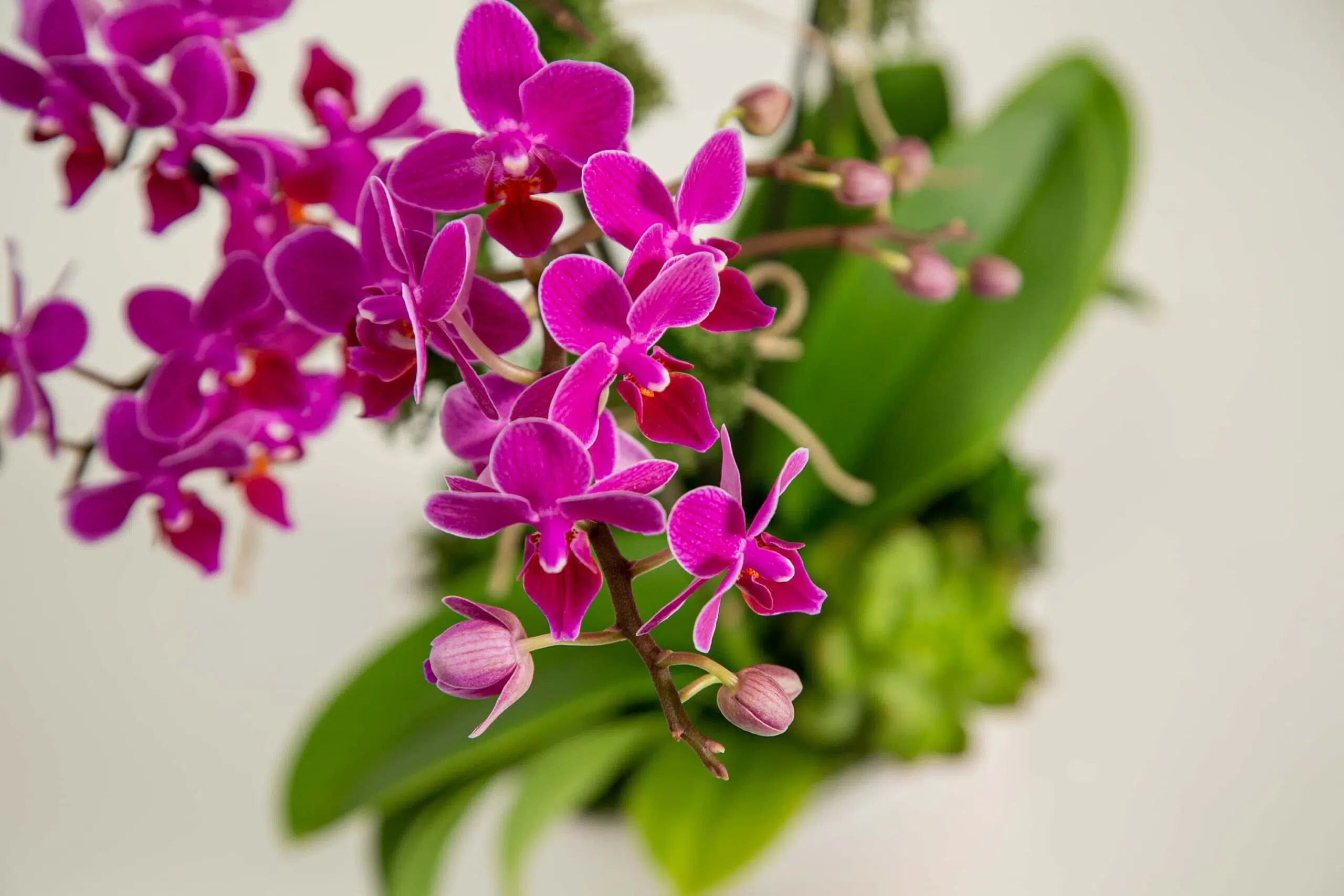 Principais Flores para as Festas de Fim de Ano! 5 Flor de pétalas rosas para festas de fim de ano.