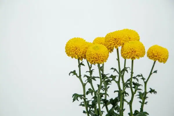 Principais Flores para as Festas de Fim de Ano! 4 Crisântemo amarelo, uma das flores para festas.