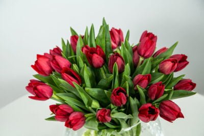 Buquê de tulipas vermelhas em fundo branco.