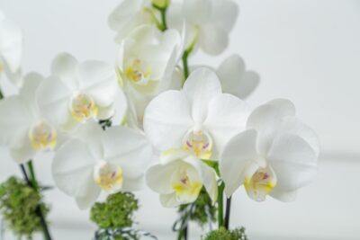 Orquídeas brancas fotografadas de perto.