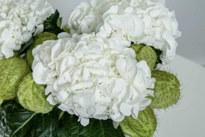 Hortênsia branca, uma das flor para festa de fim de ano.
