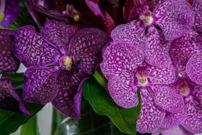 Flor com pétalas de cor roxa.