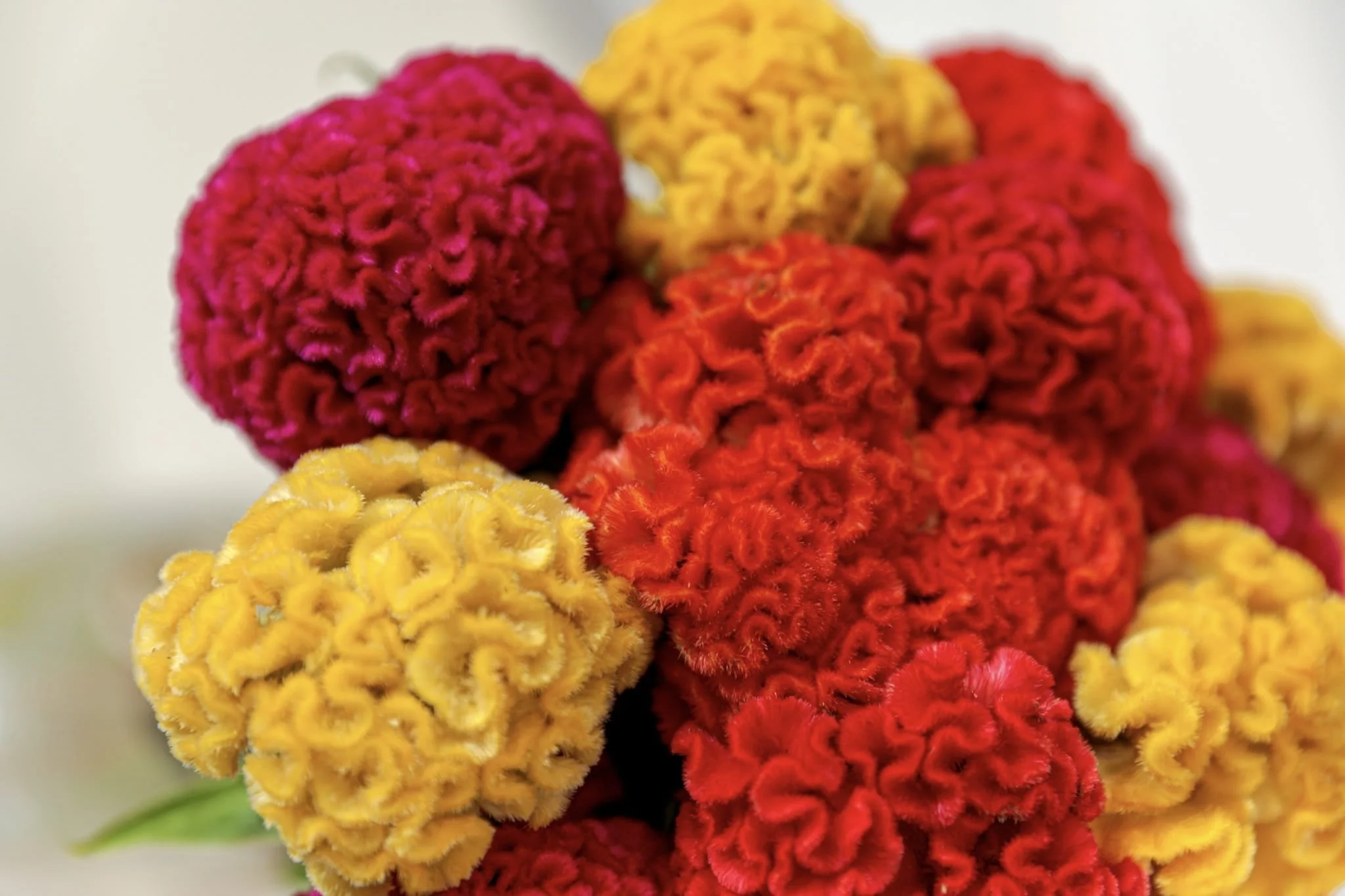 Flores nas cores amarelo, laranja e vermelho.