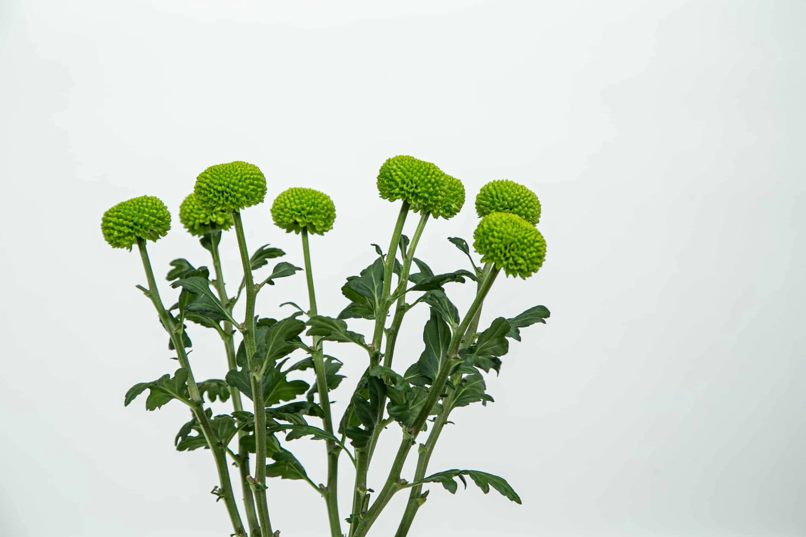 Conjunto de flores de pétalas verdes.