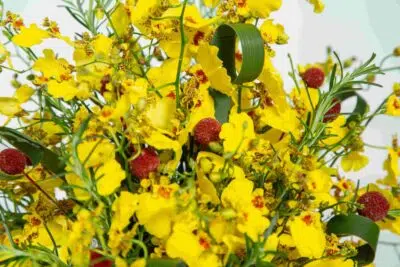 A linguagem das flores, pétralas amarelas.