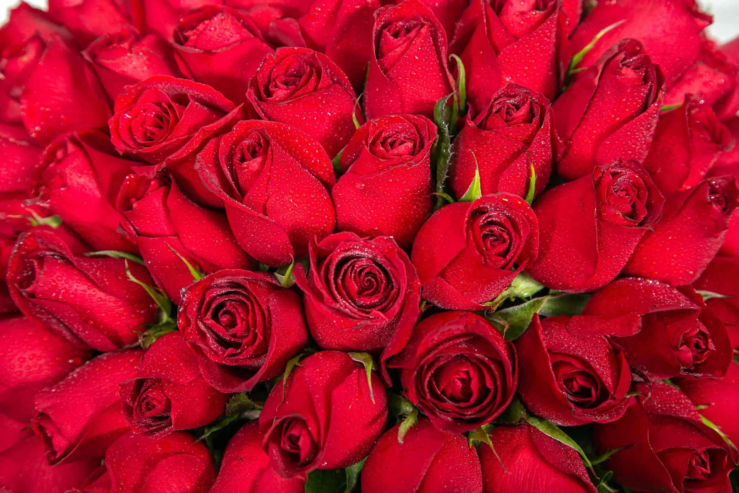 Linguagem das flores vermelhas.