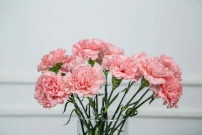 Conjunto de cravos rosa.