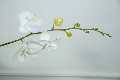 Flor branca, linguagem das flores,