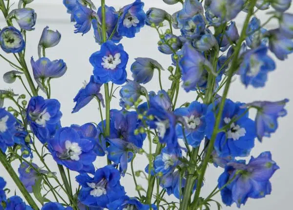 Como presentear com flores de aniversário? 5 Delphinium azul é uma flor de aniversário.