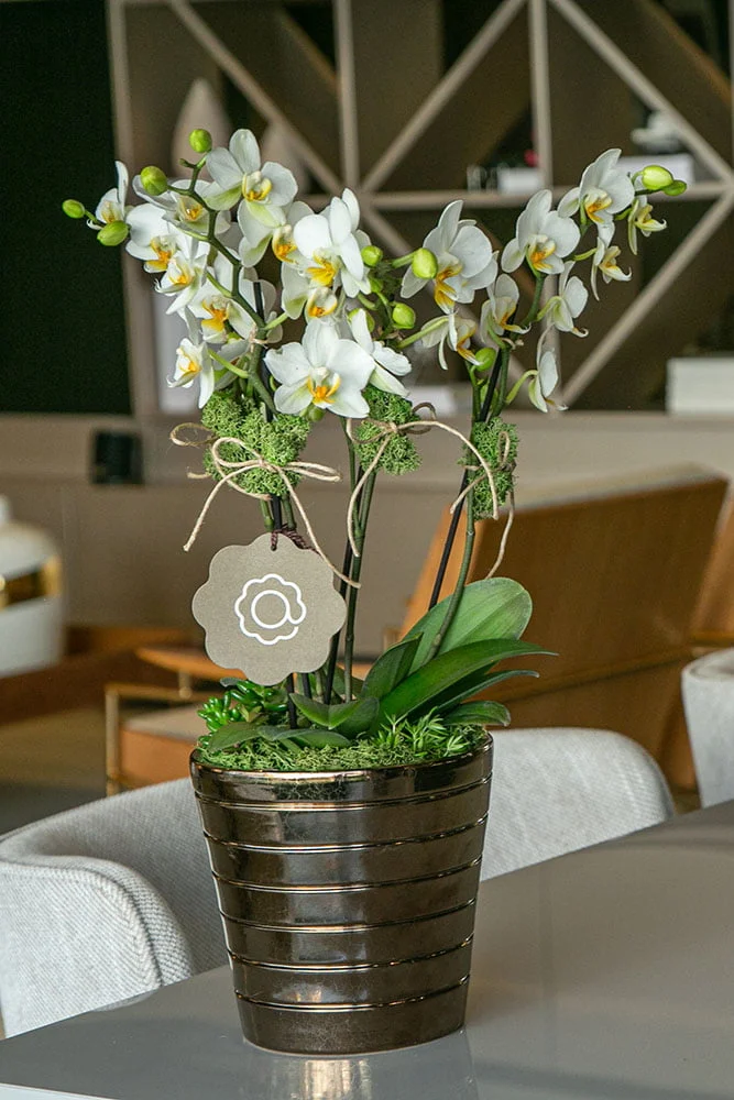 cuidados com as flores arquitetura das flores porto alegre 6