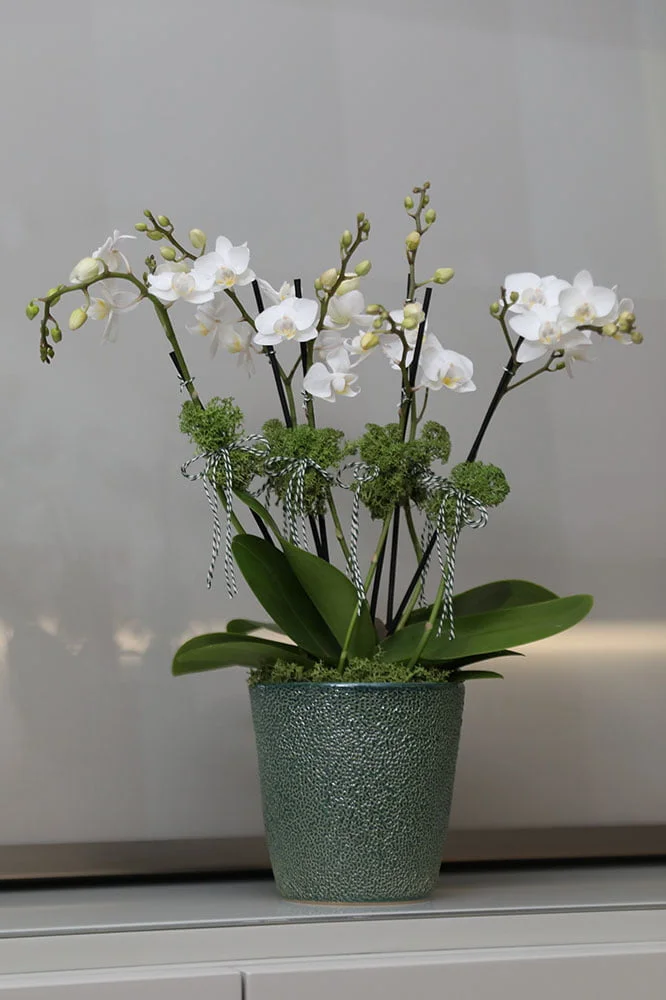 cuidados com as flores arquitetura das flores porto alegre 8