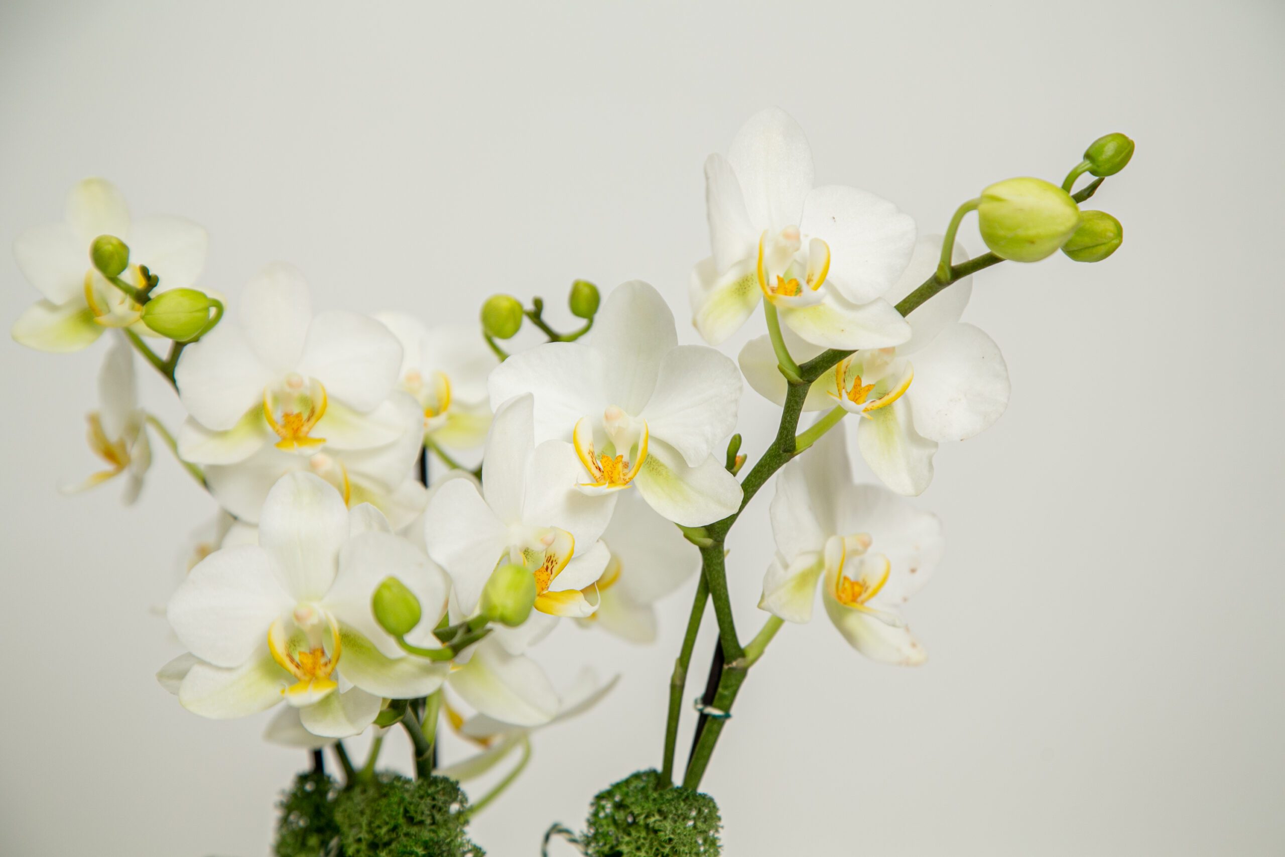 Orquídeas brancas