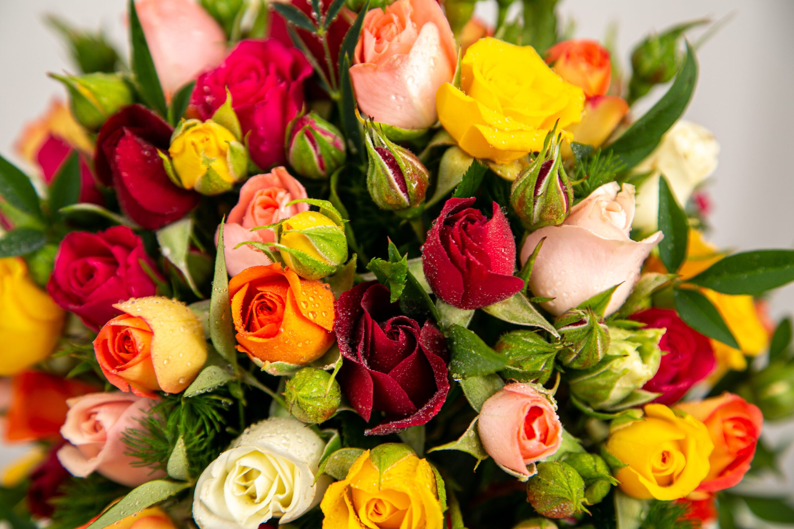 Conjunto de rosas nas cores vermelha, amarelo, laranja, rosa claro e branco.