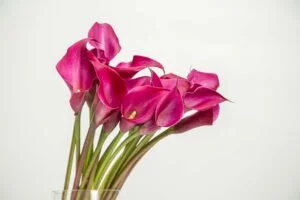 Flor Callas com pétalas rosas.