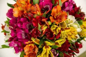 Alstromélias com pétalas coloridas nas cores vermelho, laranja, amarelo e rosa.