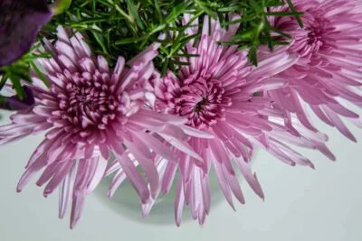 Flor de pétalas rosas para presentar no dia do atleta.