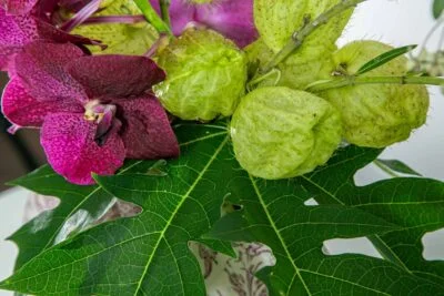Ramo com folhas verdes