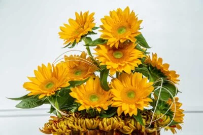 Girassóis amarelos