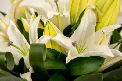 Fantasia de Carnaval com flores para aproveitar a folia com muita alegria 4 Lírios brancos