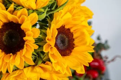 Fantasia de Carnaval com flores para aproveitar a folia com muita alegria 5 Girassóis