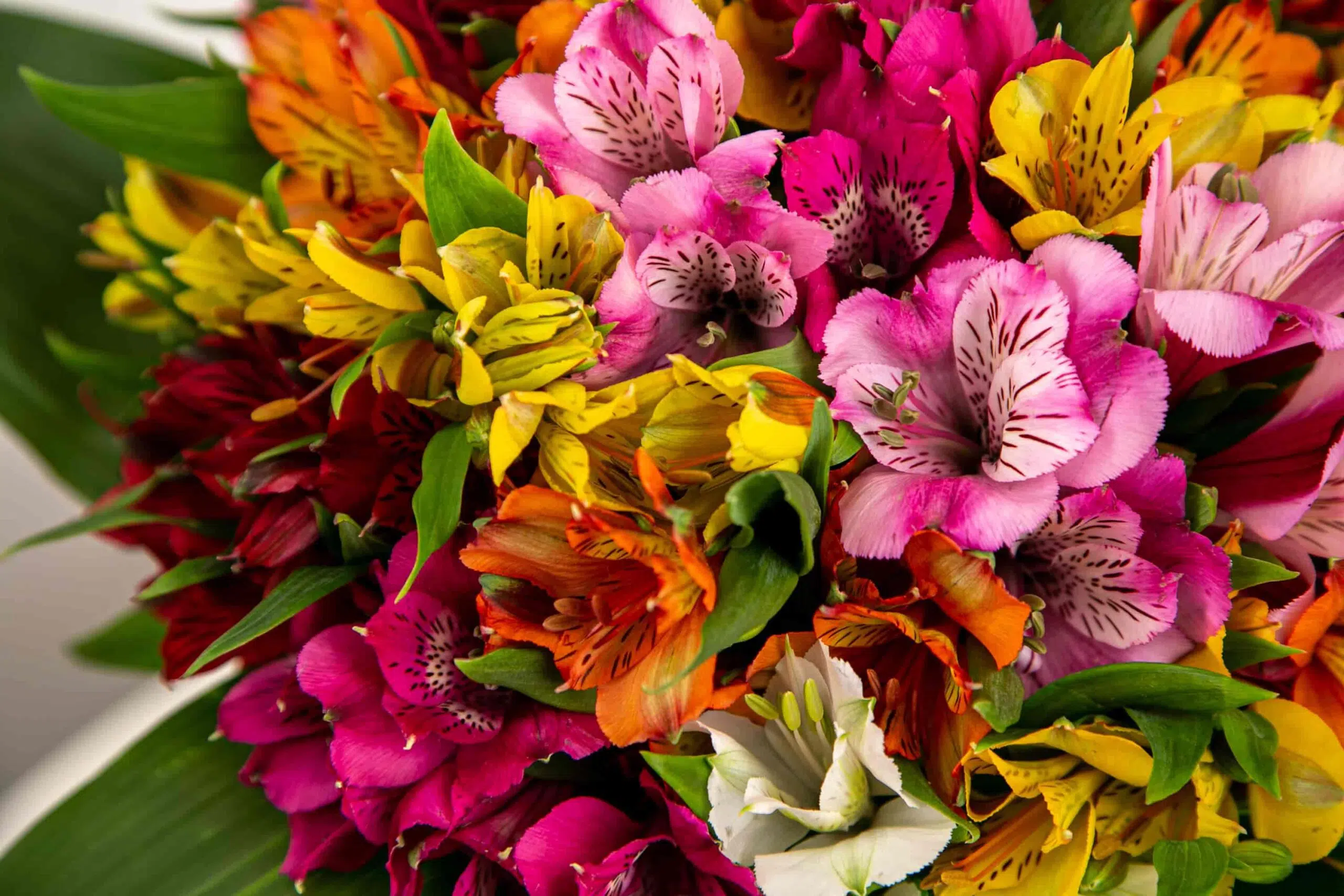 Fantasia de Carnaval com flores para aproveitar a folia com muita alegria 6 Alstromelias coloridas que podem ser usada em fantasia de carnaval.