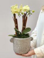 Saiph - Mini Orquídea Phalaeopsis Amarela