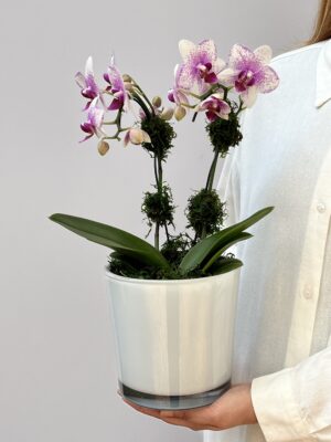 Markab - Mini Orquídea Phalaenopsis Pink