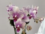 Markab - Mini Orquídea Phalaenopsis Pink - Imagem 2
