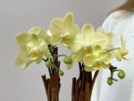 Saiph - Mini Orquídea Phalaeopsis Amarela - Imagem 2