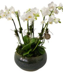arranjo de orquídeas brancas