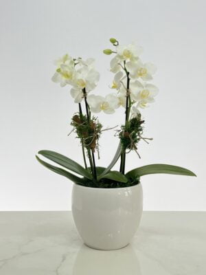 cartes arranjo de mini orquideas brancas de 03 hastes arquitetura das flores porto alegre 1