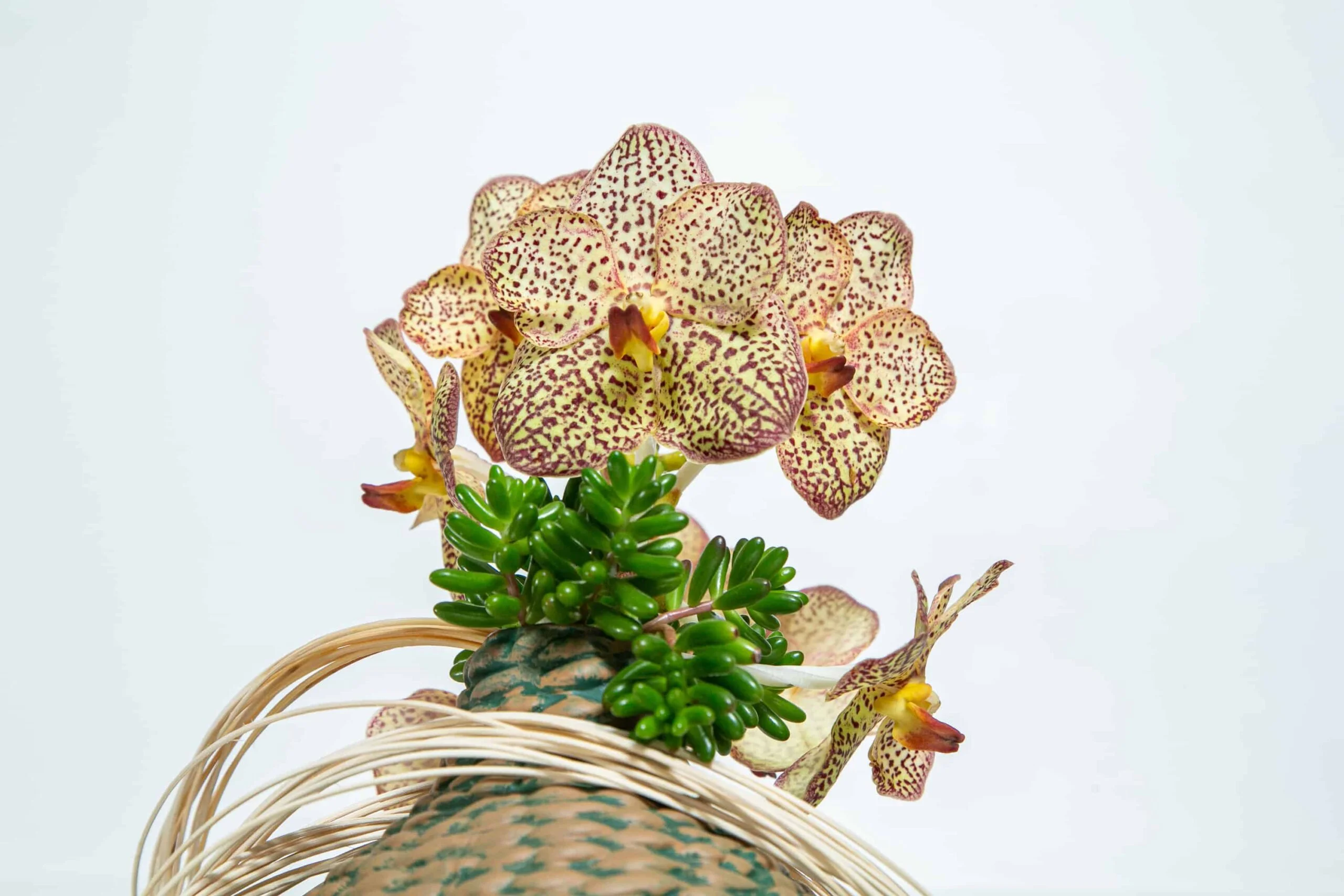 Flores com pétalas com bolinhas marrons.