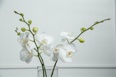 Orquídea branca em vaso transparente.