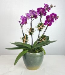 horati arranjo de mini orquideas pink de 04 hastes arquitetura das flores porto alegre 2