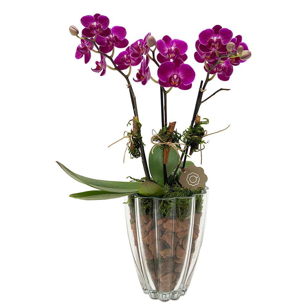 arranjo de mini orquídeas pink