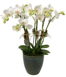 arranjo de mini orquídeas brancas plantadas de 04 hastes