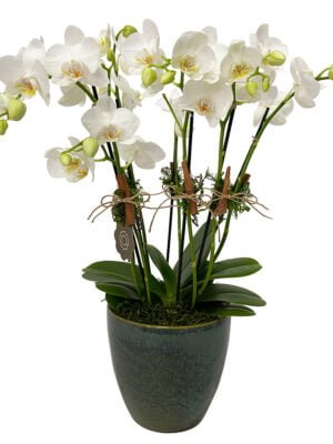 arranjo de mini orquídeas brancas plantadas de 04 hastes