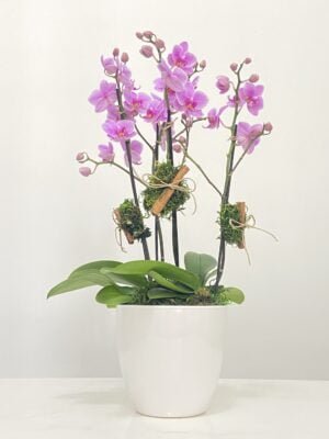 paume arranjo de mini orquideas brancas de 03 hastes arquitetura das flores porto alegre 1