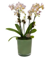 arranjo de orquídeas brancas