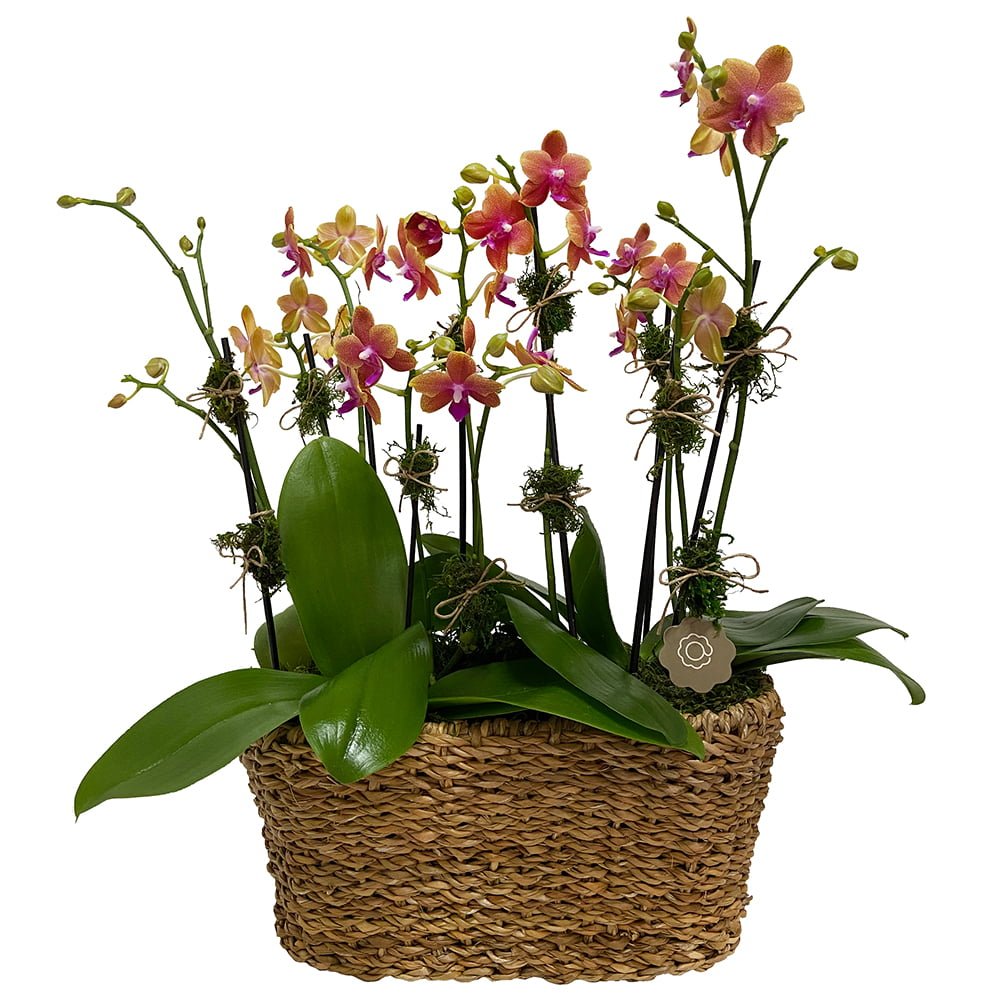 arranjo de mini orquídeas phalaenopsis
