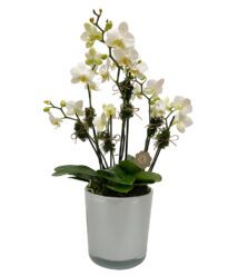 arranjo de mini orquídeas brancas