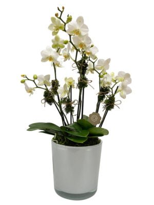 arranjo de mini orquídeas brancas