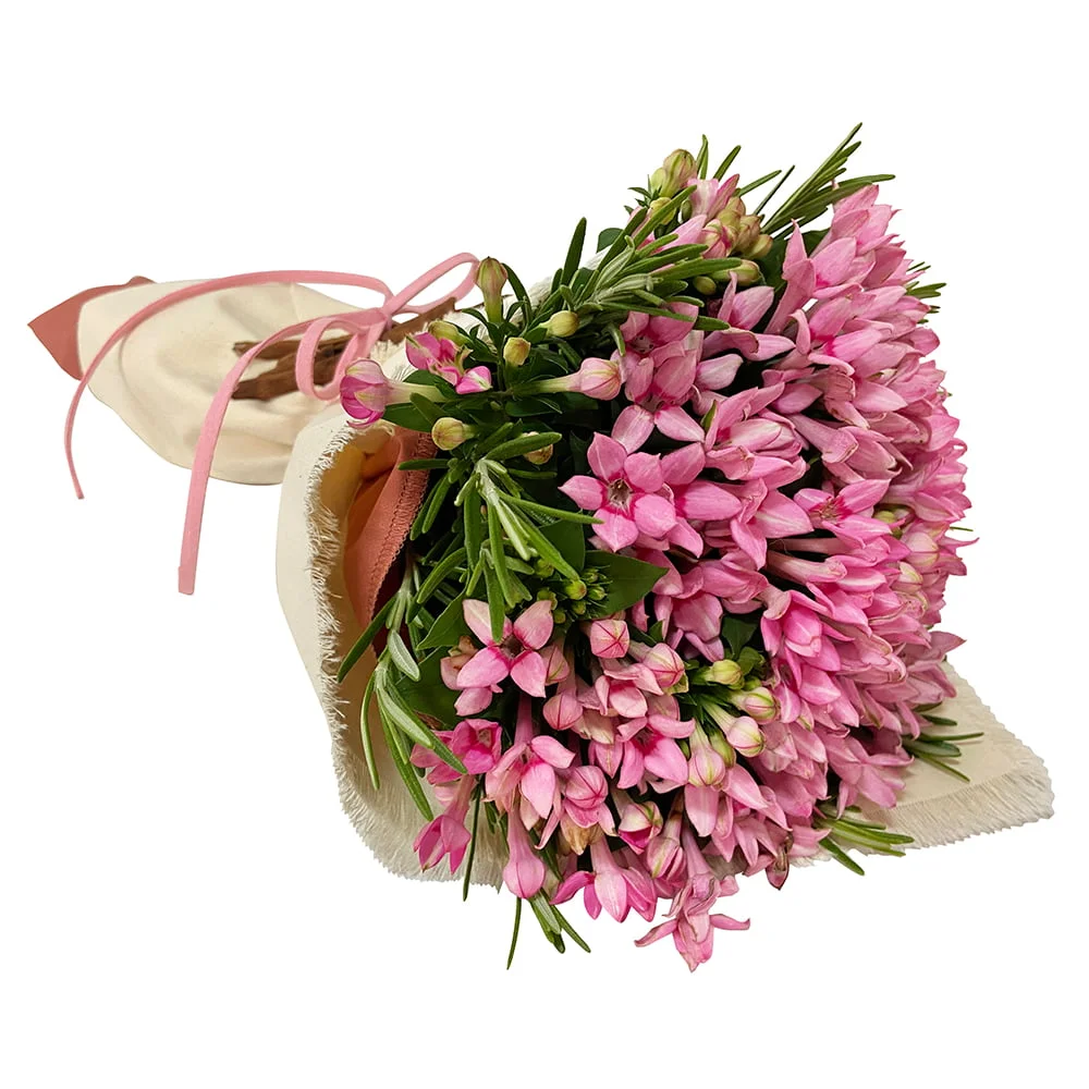 Turim - Buquê de Bouvardias cor-de-rosa - Imagem 1