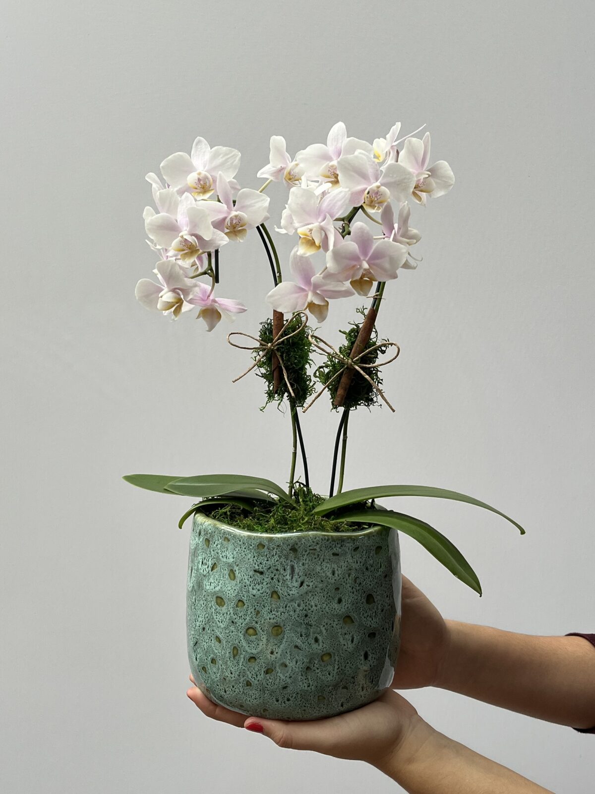 Lilac - Mini Orquídeas Phalaenopsis Lilás - Imagem 1
