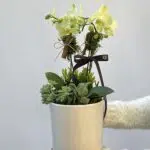 Bacará - Mini Orquídeas Phalaenopsis Verdes