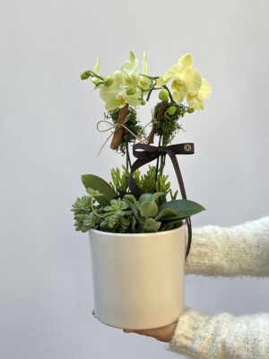 Bacará - Mini Orquídeas Phalaenopsis Verdes