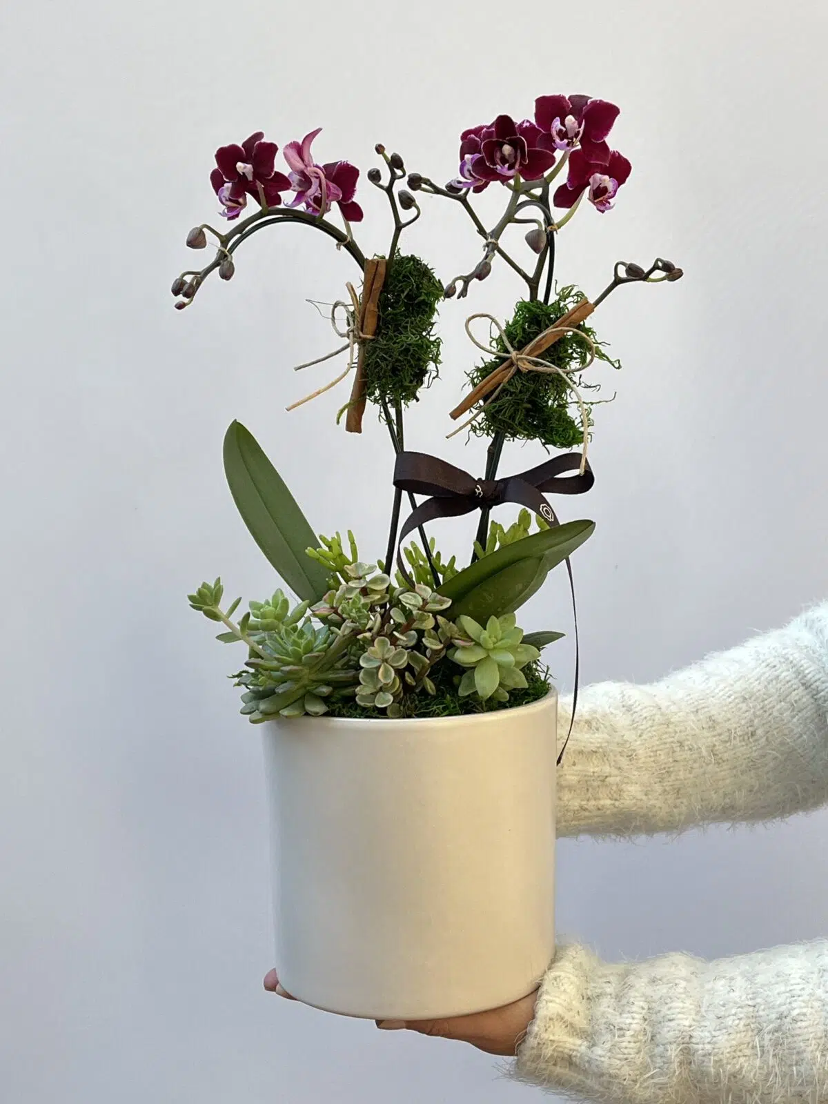 Lyall - Arranjo de Mini Orquídeas Phalaenopsis Pink - Imagem 1