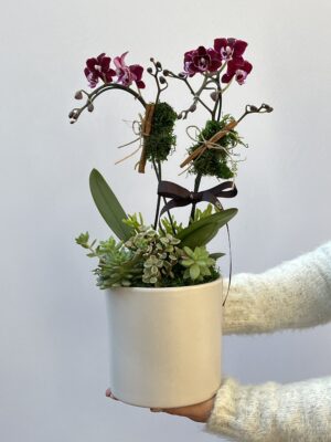 Lyall - Arranjo de Mini Orquídeas Phalaenopsis Pink