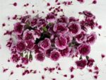 Chic Pink - Arranjo de Cravinas Pink em Garrafinhas - Imagem 2